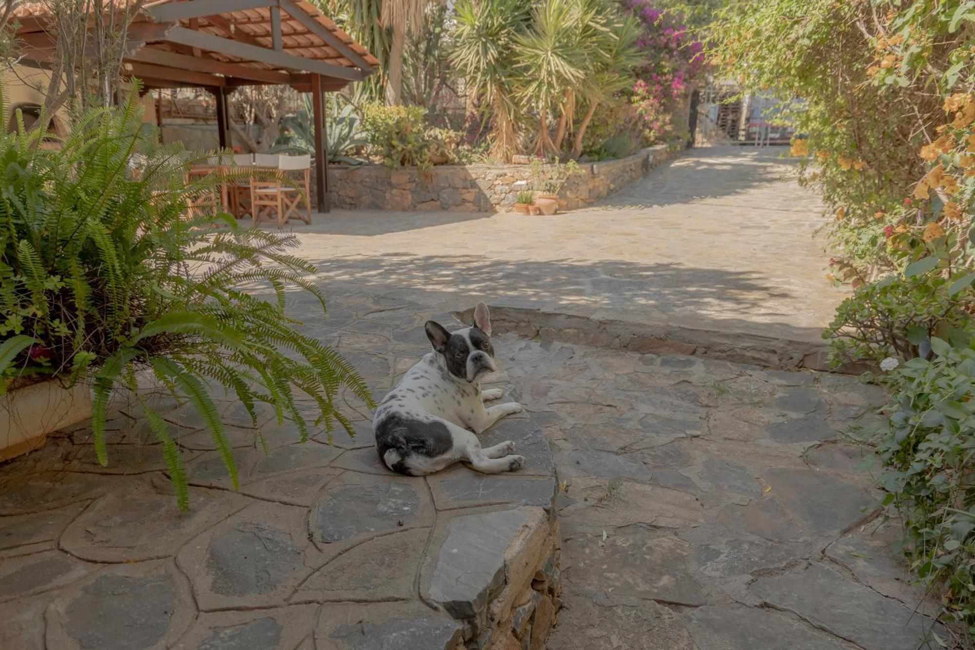 Private Pet Friendly Villa Agios Nikolaos Exterior foto